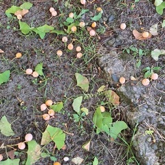 ギンナン　銀杏あげますの画像
