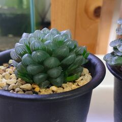 【多肉植物】　ハオルチア ３種類　　【観葉植物】の画像