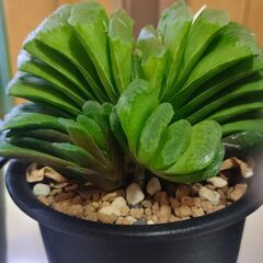 【多肉植物】　ハオルチア ３種類　　【観葉植物】の画像