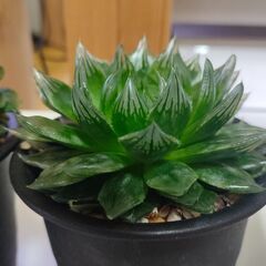 【多肉植物】　ハオルチア ３種類　　【観葉植物】の画像