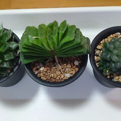【多肉植物】　ハオルチア ３種類　　【観葉植物】の画像