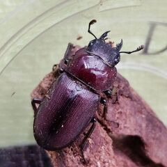 ミシマコクワガタ成虫【♂♀ペア】+幼虫【5頭】！の画像