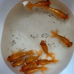 頂天眼(大)🐟の画像