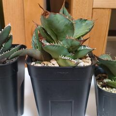 　【多肉、観葉植物】　　アガベ３株　（チタノタ２株　狼人1株）の画像