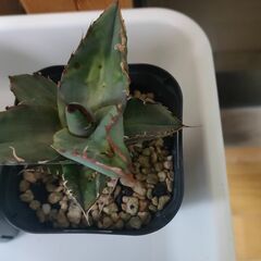 　【多肉、観葉植物】　　アガベ３株　（チタノタ２株　狼人1株）の画像