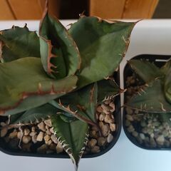 　【多肉、観葉植物】　　アガベ３株　（チタノタ２株　狼人1株）の画像