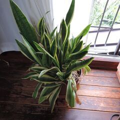 サンセベリア（トラノオ）の画像