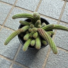 紐サボテン・白檀の画像