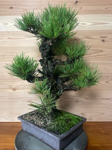 錦松　盆栽　黒松盆栽