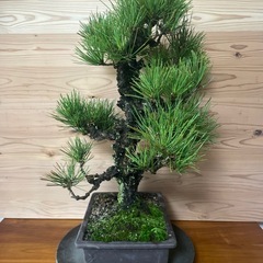 錦松　盆栽　黒松盆栽の画像