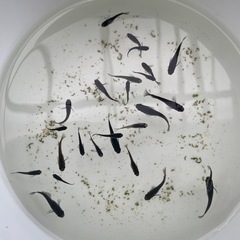 オロチ　40匹の画像