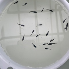 オロチ　40匹の画像