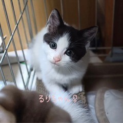 やっとやっと保護できました
