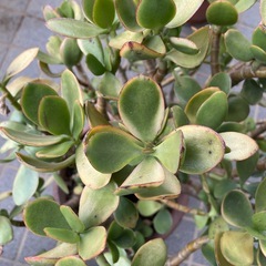 斑入りの金のなる木の鉢植えの画像