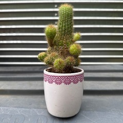 サボテンの画像