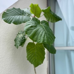 観葉植物フィカスウンベラータ　125センチの画像