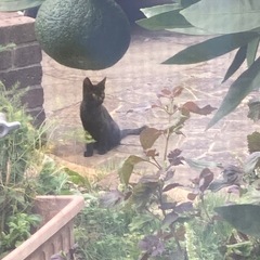 黒猫　子猫
