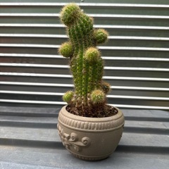 🌵サボテンの画像