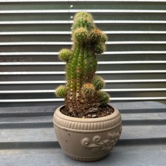 🌵サボテンの画像