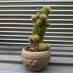 🌵サボテンの画像