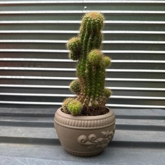 🌵サボテンの画像