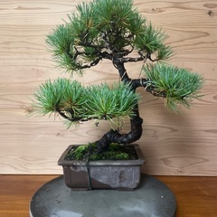 五葉松　盆栽　松柏　素材の画像