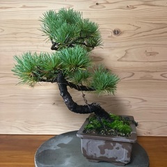 五葉松　盆栽　松柏　素材の画像