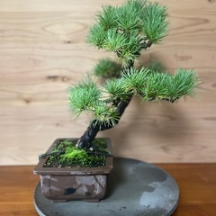 五葉松　盆栽　松柏　素材の画像