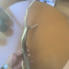 鹿の角の画像