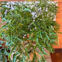 タイワンモミジ①の画像