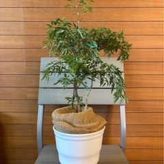 タイワンモミジ①の画像