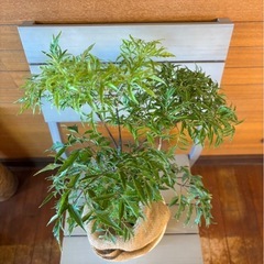 タイワンモミジ①の画像