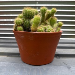 サボテン🌵の画像