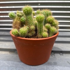 サボテン🌵の画像