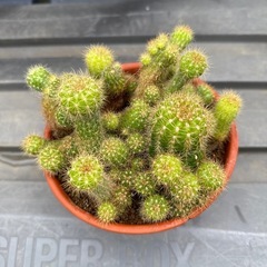 サボテン🌵の画像