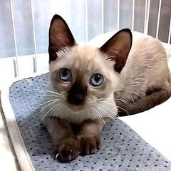 ★譲渡会あります★　シャムミックスの男の子