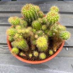 サボテン🌵の画像