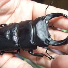 大型血統！能勢産オオクワガタ ♂79.2ミリ ♀52.5ミリ ペアの画像