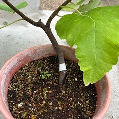 ①いちじくの株譲ります。3月頃に剪定して鉢で育てたものですが取りに来てくれる方にお譲りしますします。の画像