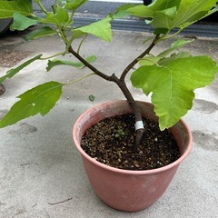 ①いちじくの株譲ります。3月頃に剪定して鉢で育てたものですが取りに来てくれる方にお譲りしますします。の画像