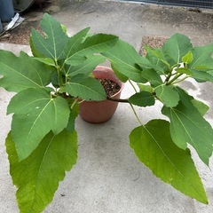 ①いちじくの株譲ります。3月頃に剪定して鉢で育てたものですが取りに来てくれる方にお譲りしますします。の画像