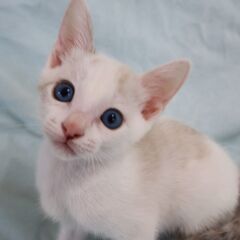 綺麗なブルーアイの男の子（受付一時停止中）