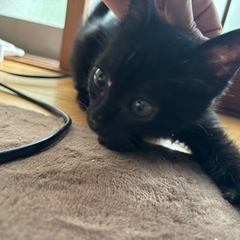 黒い子猫
