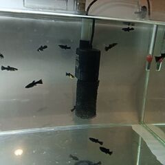 ブラックモーリー幼魚(メキシコのメダカ熱帯魚)5匹の画像