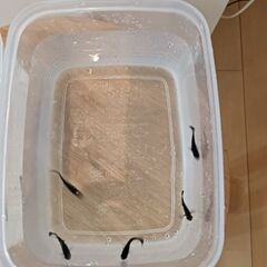 ブラックモーリー幼魚(メキシコのメダカ熱帯魚)5匹の画像