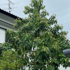 アボカド🥑の木‼️の画像