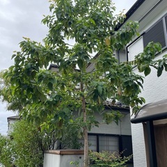 アボカド🥑の木‼️の画像