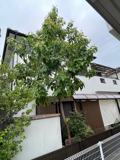アボカド?の木‼️