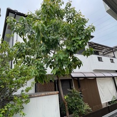 アボカド🥑の木‼️の画像