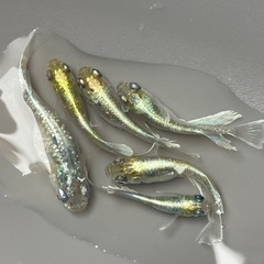 ロイヤルキングめだか・若魚 10匹の画像